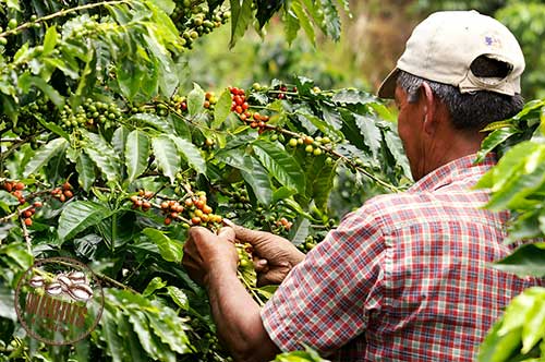 قهوه‌ی کلمبیا