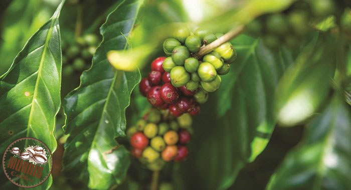 نوع و گونه گیاه قهوه لیبریکا