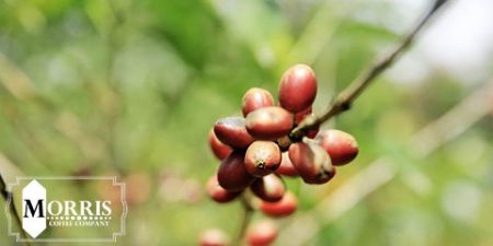 تغییر و اصلاح درختان قهوه کنیا – قسمت نخست