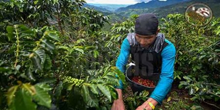 قهوه‌ی کلمبیا ؛ تولیدکننده قهوه‌های اسپشیالیتی