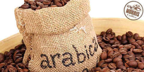 Arabica