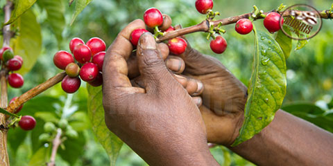 زراعت قهوه Agronomy Coffee