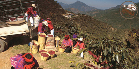 گواتمالا