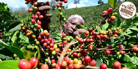 قهوه تانزانیا کلیمانجارو
