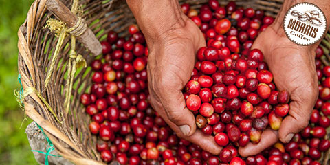 حراج جام نیکاراگوئه