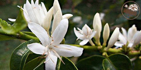 Blossom