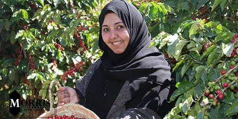 قهوه عربیکا یمن