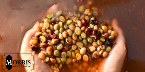 Fermentation