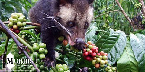 Kopi Luwak