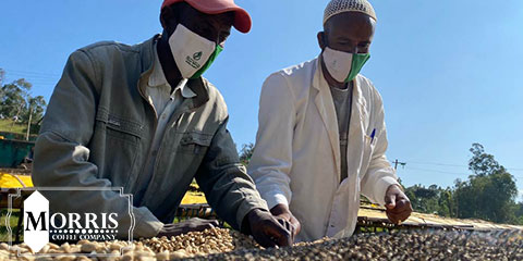قهوه در اتیوپی