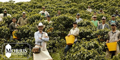 قهوه‌ی کلمبیایی