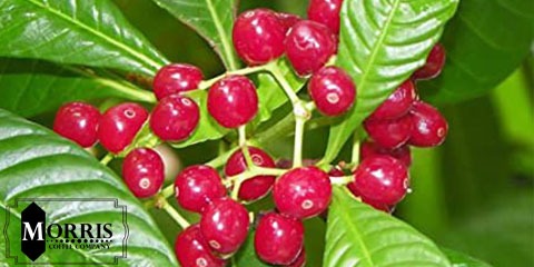 قهوه وحشی