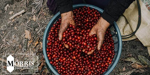 قهوه ی کنیا