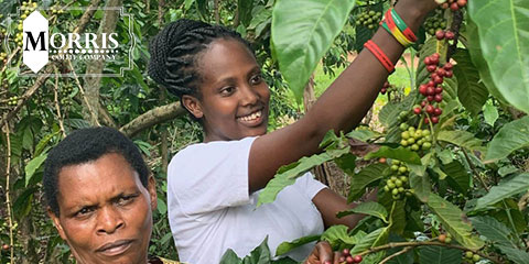 قهوه در اوگاندا