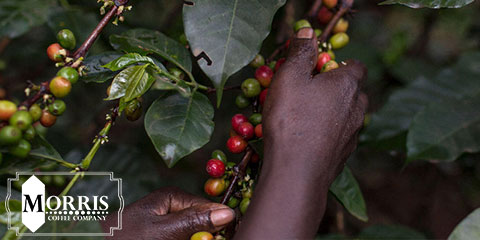انواع قهوه کنیا