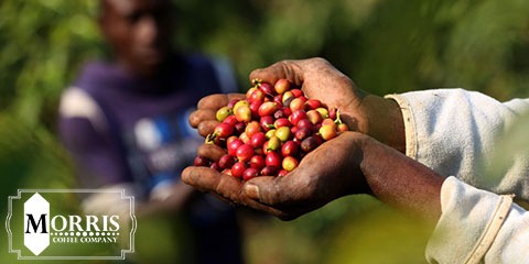 صرافی قهوه نایروبی
