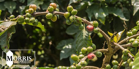 انواع قهوه کنیا