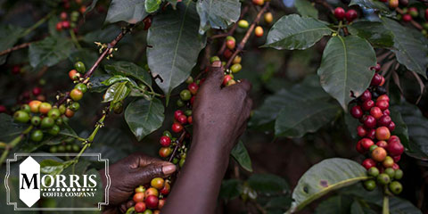تولید قهوه در کنیا