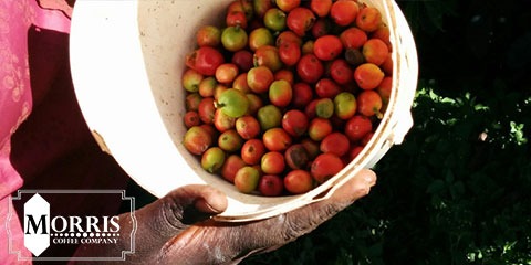 تولید قهوه در کنیا