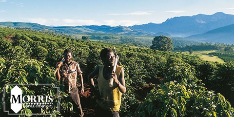 قهوه در زیمبابوه