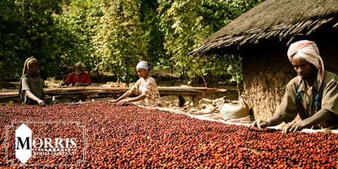 تغییر آب و هوا در مناطق رشد قهوه در اتیوپی