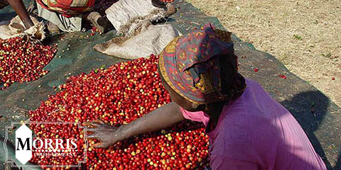 Zambia