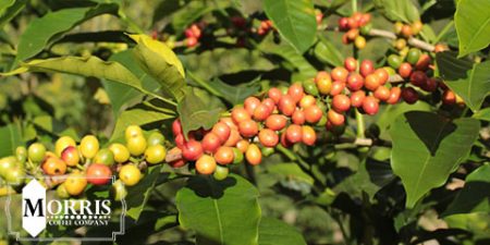 کاهش اثر کربن دی اکسید در تولید قهوه ارگانیک
