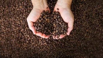 سر طعم های ناب، قهوه های تخصصی، سفر به اعماق طعم ها
