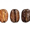 fggffg-roasted-starbucks-coffee-beans fggffg-roasted-starbucks-coffee-beans